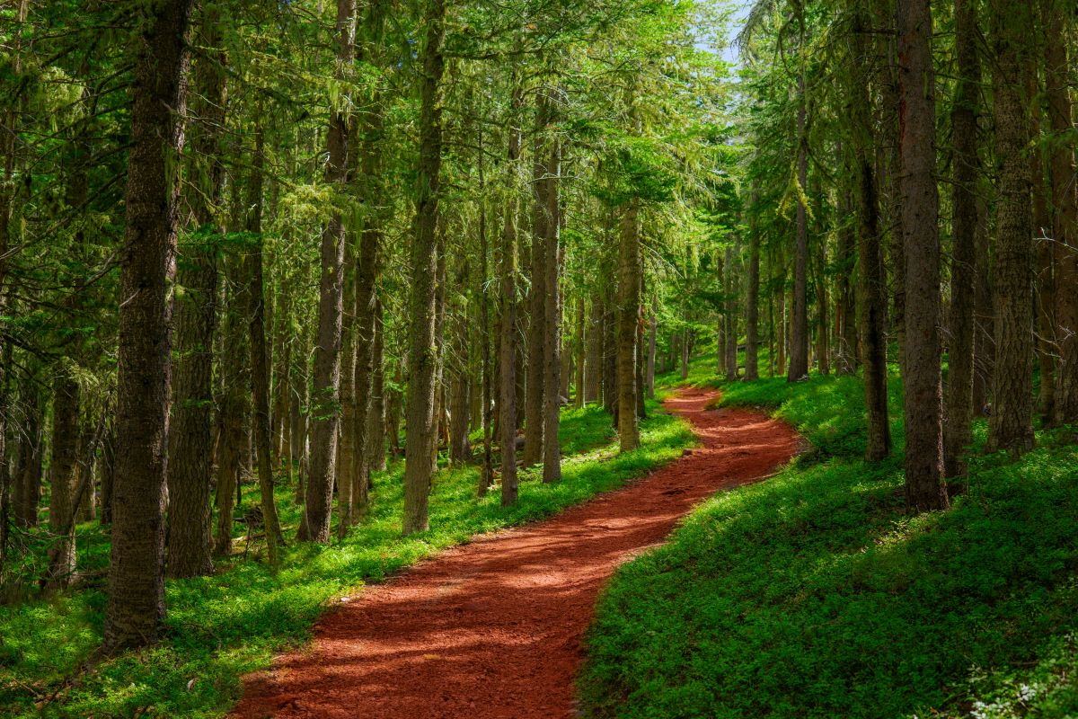 why forests are important for our planet and nature