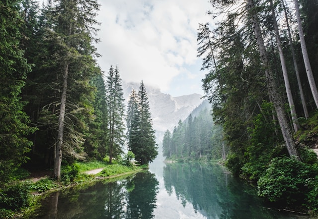 why forests are important for our planet and nature
